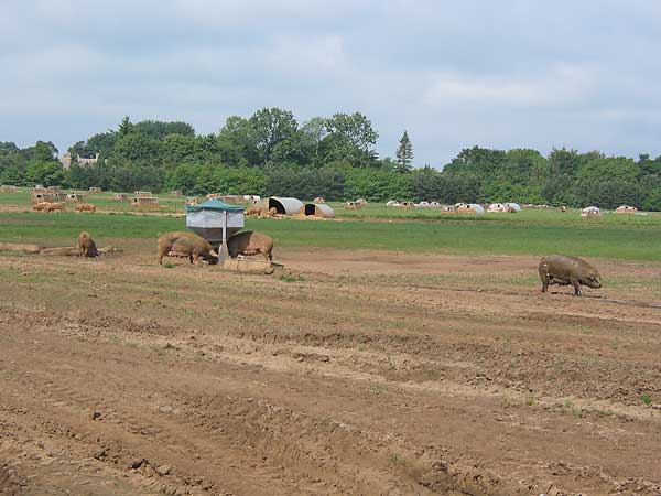 Hog farms flank both sides of the Abingdon Road